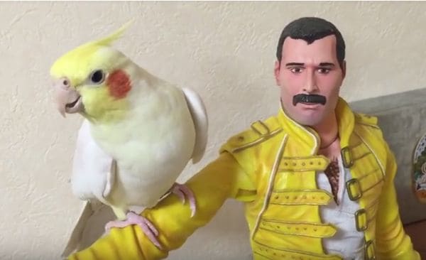 Watch This Cockatiel Perform a Medley of Queen Songs