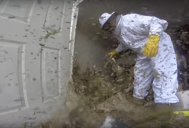 Crazy Video Of Exterminator Cleaning Up A Giant, Active Hornet’s Nest