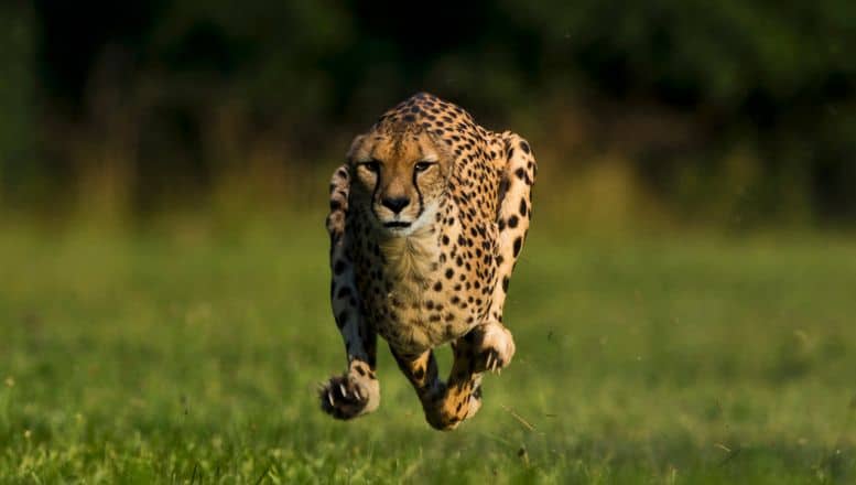 The “Cheetah Cam” Captures a Wild Chase Through the Bush