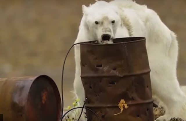 The Viral Video of a Starving Polar Bear Breaking Hearts Around the World