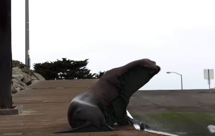 Tough Sea Lion Blocks Blue Planet II Crew From Leaving Docks They Were Filming On