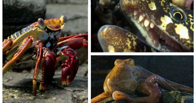 A Crab vs Eel vs Octopus on Blue Planet II