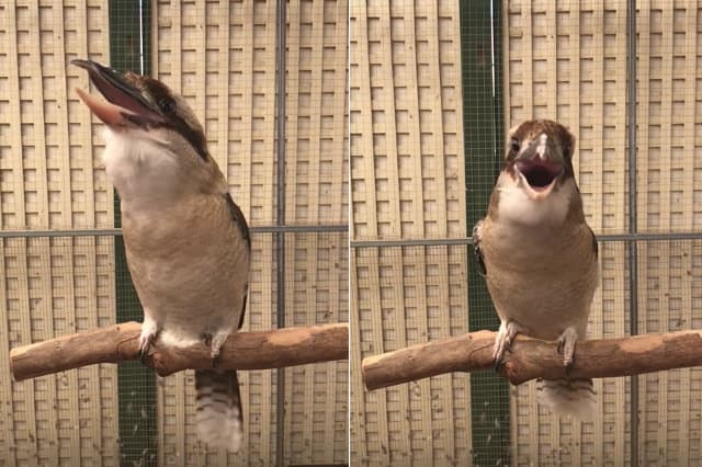 supervillain laughing kookaburra slowed call sounds laugh pet geekologie wandering parrot around bird down