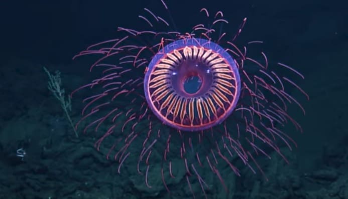 A Gorgeous Jellyfish Looks Like Deep Sea Fireworks