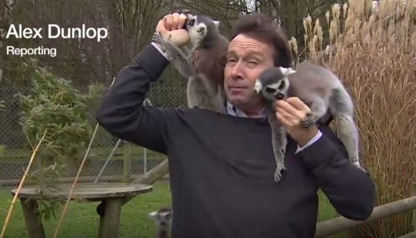 BBC Reporter Hilariously Gets Mobbed by Lemurs