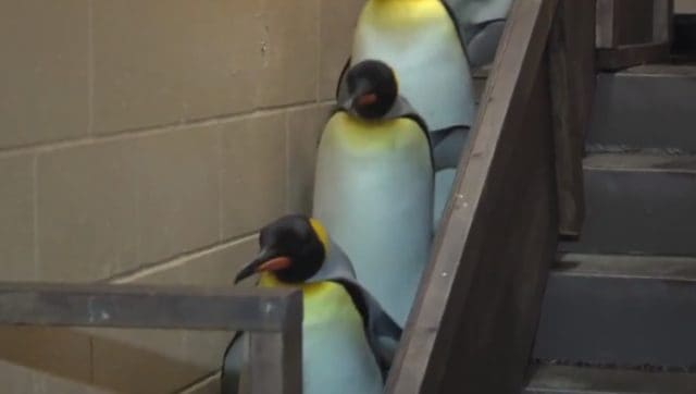 Penguin Stormtroopers Strutting To The Imperial March To Introduce Lord Vader