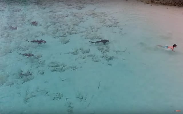 Drone Captures Boy Jumping In Ocean With Sharks Approaching