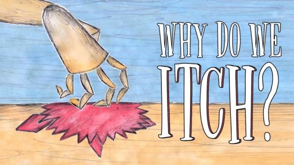 Video Explains to Us Why We Itch