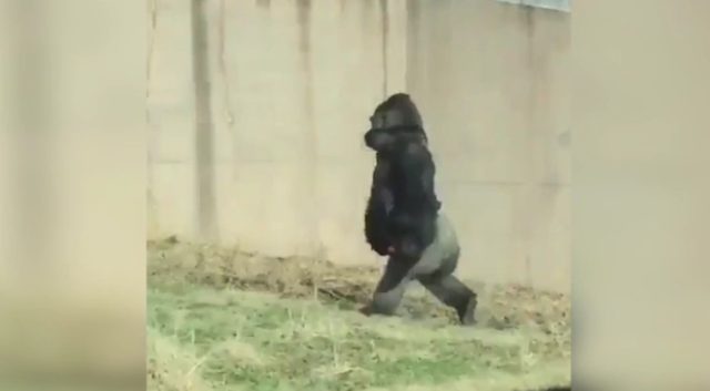 Gorilla Walks Like a Human Sparking an Online Frenzy
