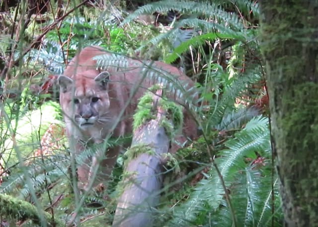 Video Of A Guy Being Stalked By A Cougar (The Animal Kind)