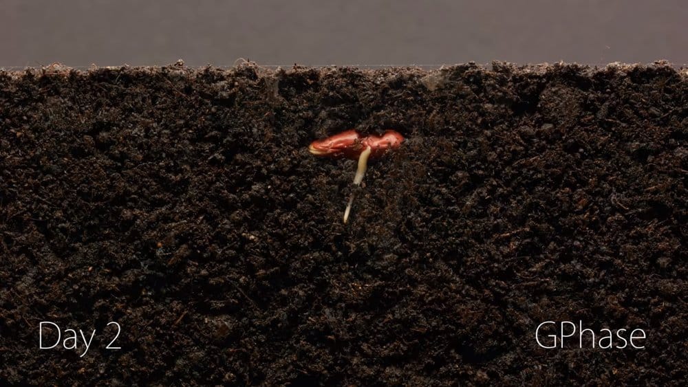 Check Out This Incredible Time-Lapse Of A Bean Growing