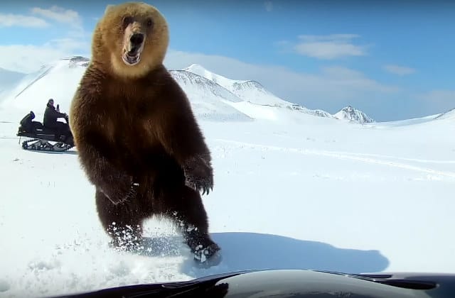 Guy Trying To Chase Bear Away From Fishing Camp On Snowmobile Has Close Call