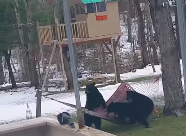 Check Out This Video Of Three Bears Trying To Relax In A Hammock