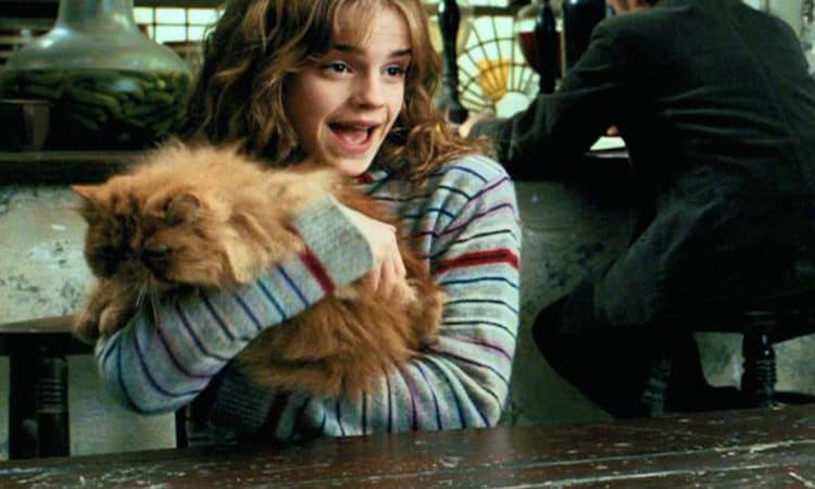 Hermione Cat