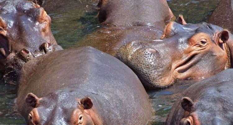 We Are Absolutely Tuning In To a Show Called “Cocaine Hippos” on Netflix