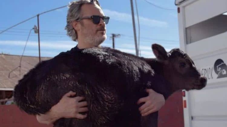 Joaquin Phoenix Rescues Cow and Her Calf Soon After Oscars Speech