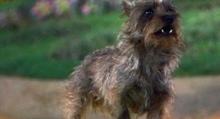 Animated Wizard of Oz Told from Toto Point of View in Development