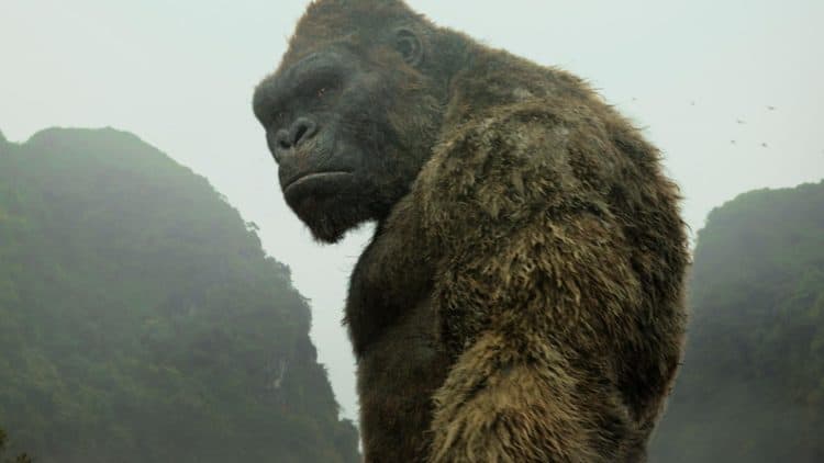 Is It Too Soon For A Son of Kong Movie?