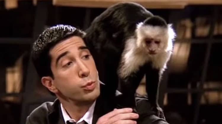 Here&#8217;s What Happened to Marcel from Friends