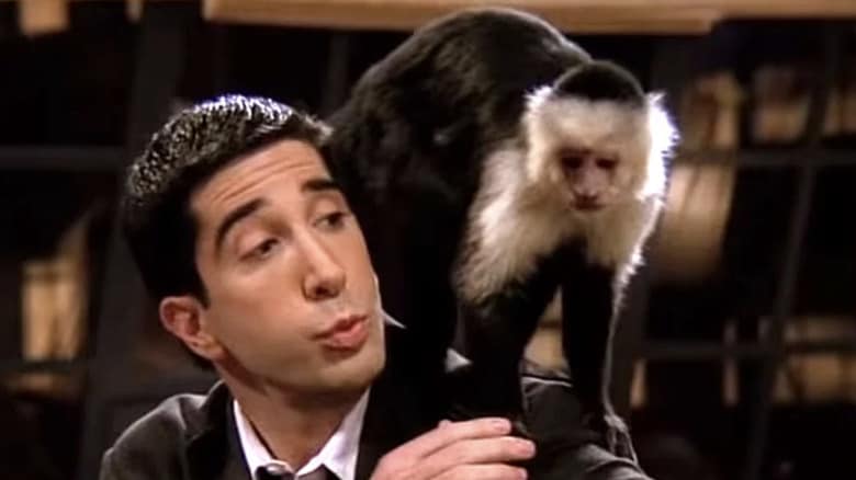 Here’s What Happened to Marcel from Friends