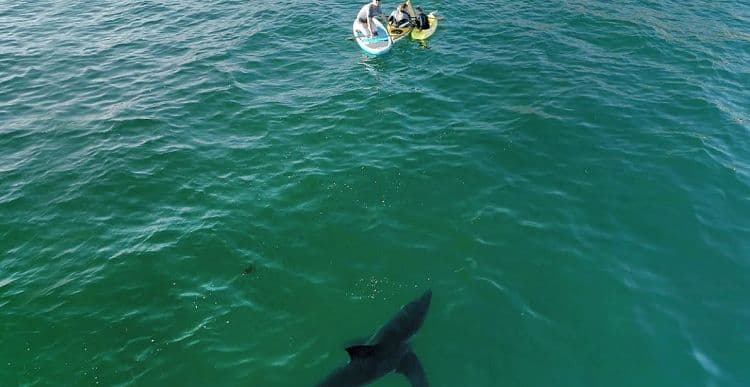 Drone Footage Shows California&#8217;s Great White Sharks Are Everywhere and Very Close