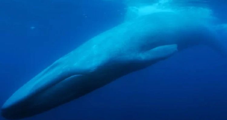 Why We’ll Be Watching “The Loneliest Whale”