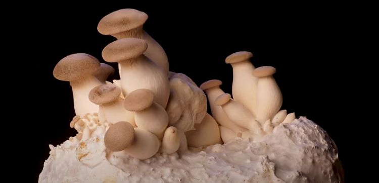This Time-Lapse Video of King Oyster Mushrooms Growing