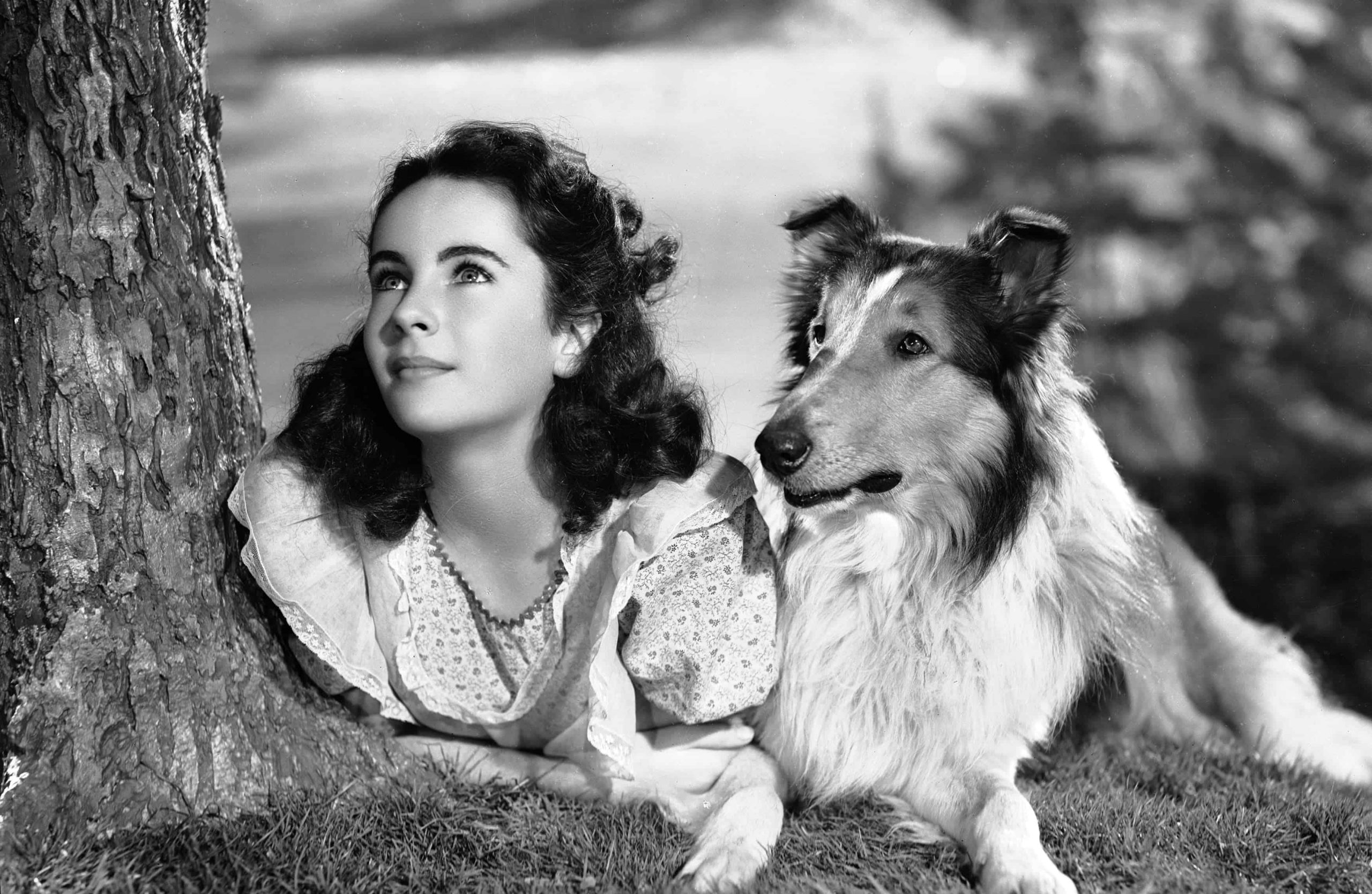 Lassie Come Home (1/10) Movie CLIP - Morning Routine (1943) HD