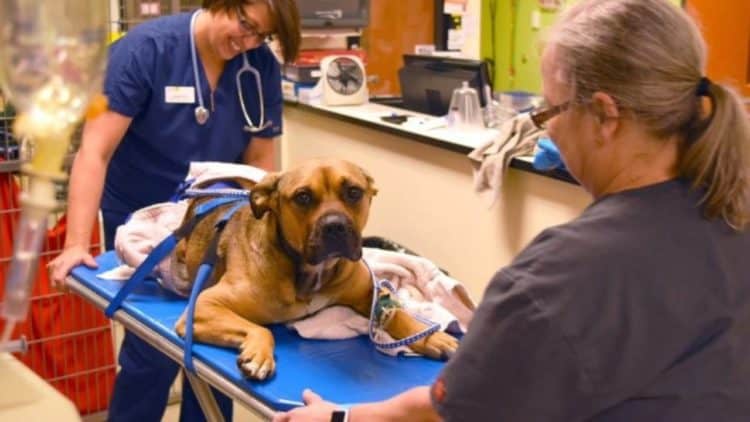 Watch These 7 Veterinarian Reality Shows To Realize Your Childhood Dream