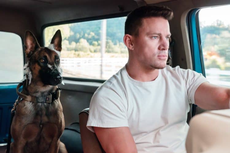 Five Movies To Watch When You&#8217;re Done With &#8220;Dog&#8221;