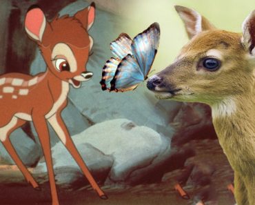 Why Bambi’s Remake Can Prove To Be An Inspirational Tale For Today’s Youth