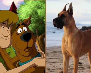 Did You Know The Breeds Of These 10 On-Screen Dogs?