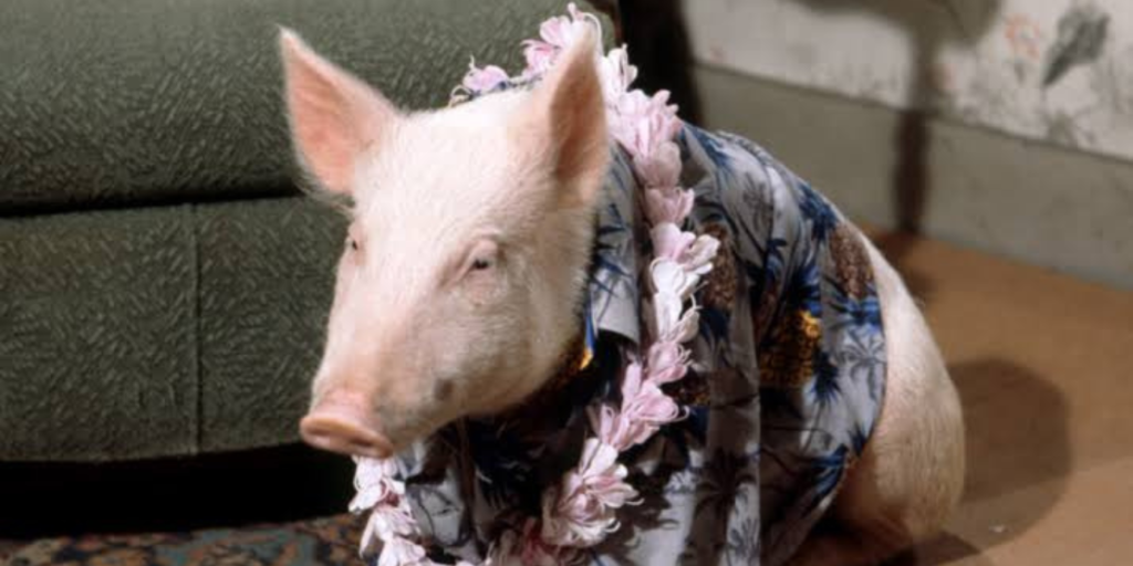 The 10 Best Green Acres Characters Of All Time TVovermind the-10-best-green-acres-characters-of-all-time-tvovermind