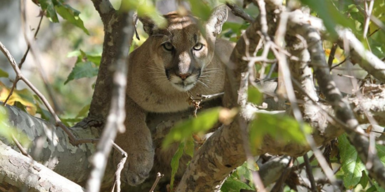 Brody Jenner's picture of a mountain lion