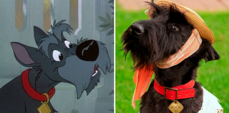 Jock in Lady and the Tramp