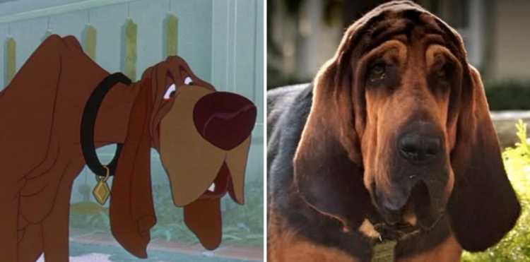 Trusty in Lady and the Tramp