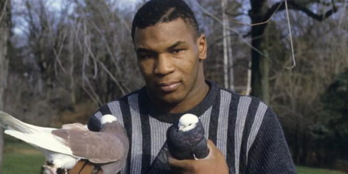 Mike Tyson and Pigeons