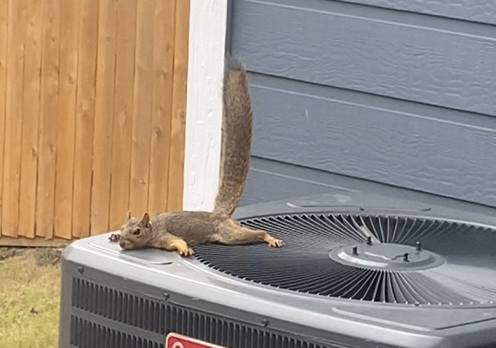 Texas Woman Uses Fans to Help Squirrels Beat the Heat