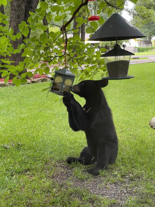 Curious Black Bear&#8217;s Antics Bring Excitement to Grand Lake Community