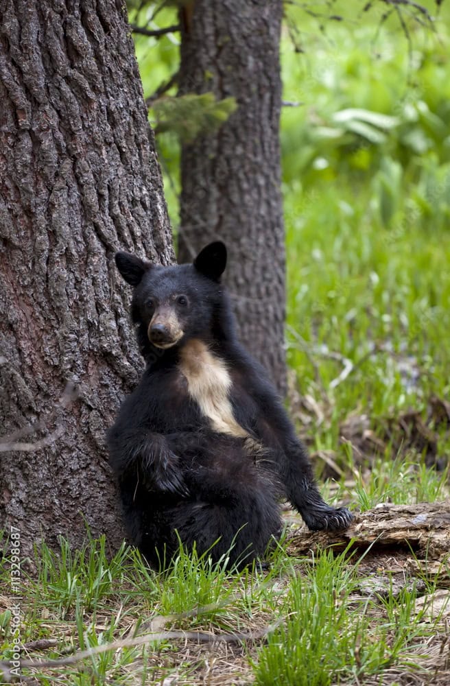Curious Black Bear&#8217;s Antics Bring Excitement to Grand Lake Community
