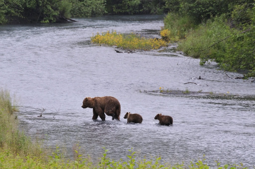 Rare Footage of Grizzly Bear with Five Cubs in Yellowstone Captured by Stan Mills