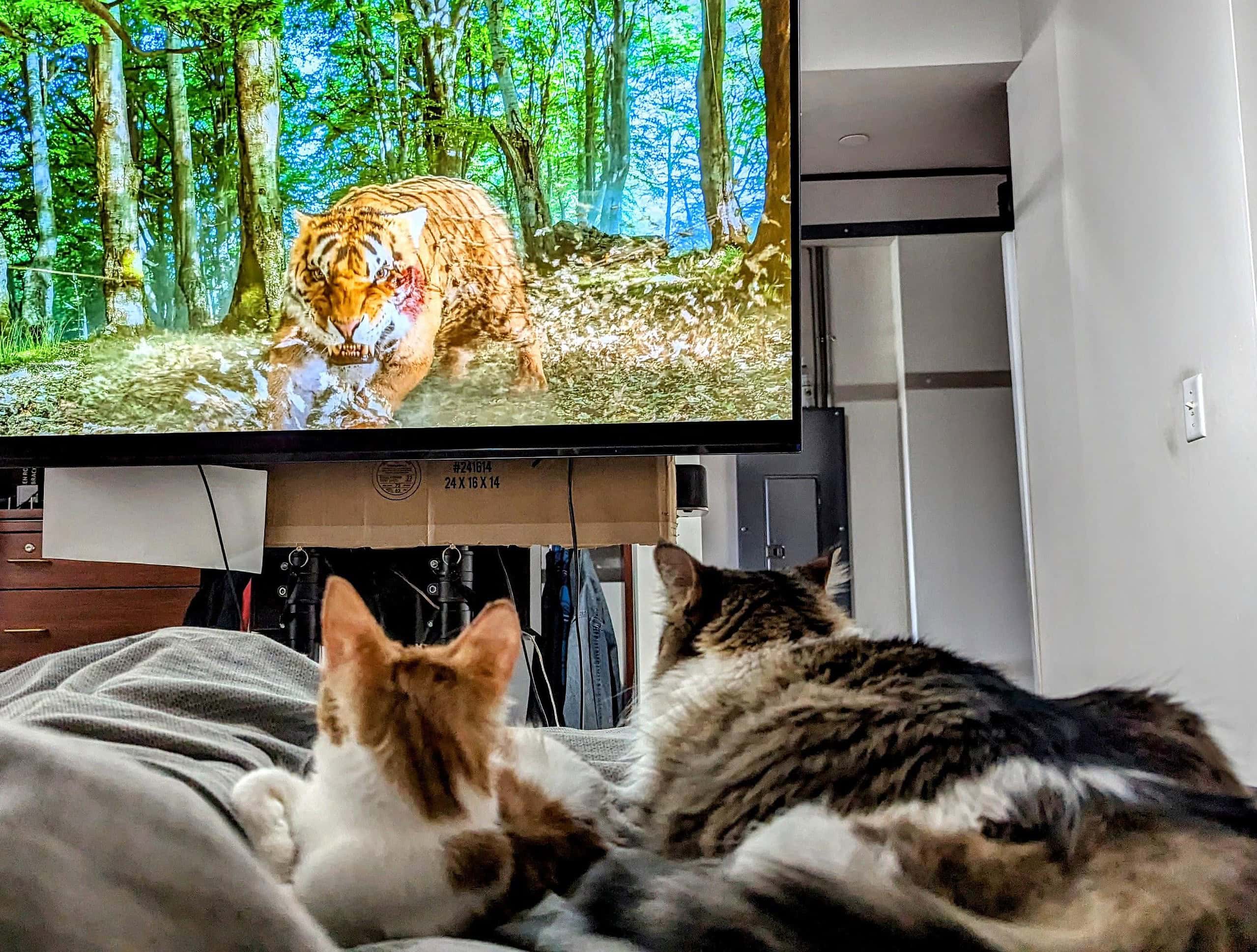 Why Your Cat is Hooked on Watching TV