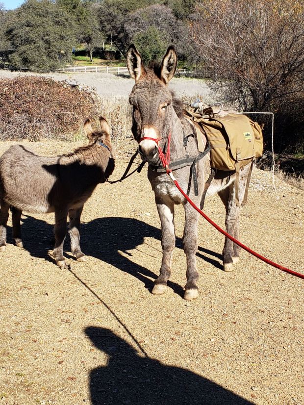Diesel the Donkey Reunites With Owners After Living Among Wild Elk for Five Years