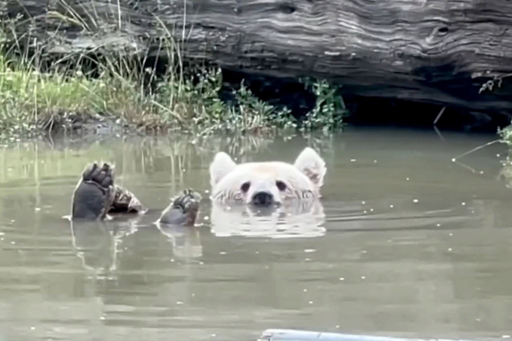 Sonya the Rescued Bear Finds Peace Floating in a Pond