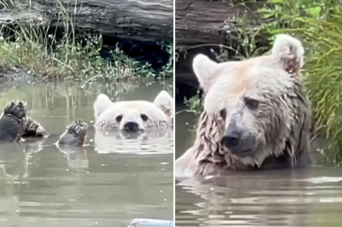Sonya the Rescued Bear Finds Peace Floating in a Pond
