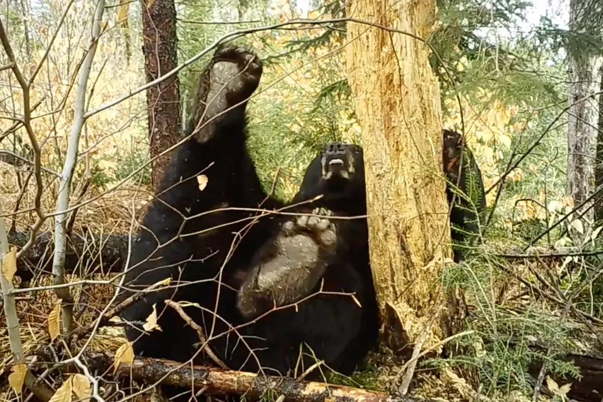 Hilarious Trail Cam Video Captures Bear Farting and Falling Asleep
