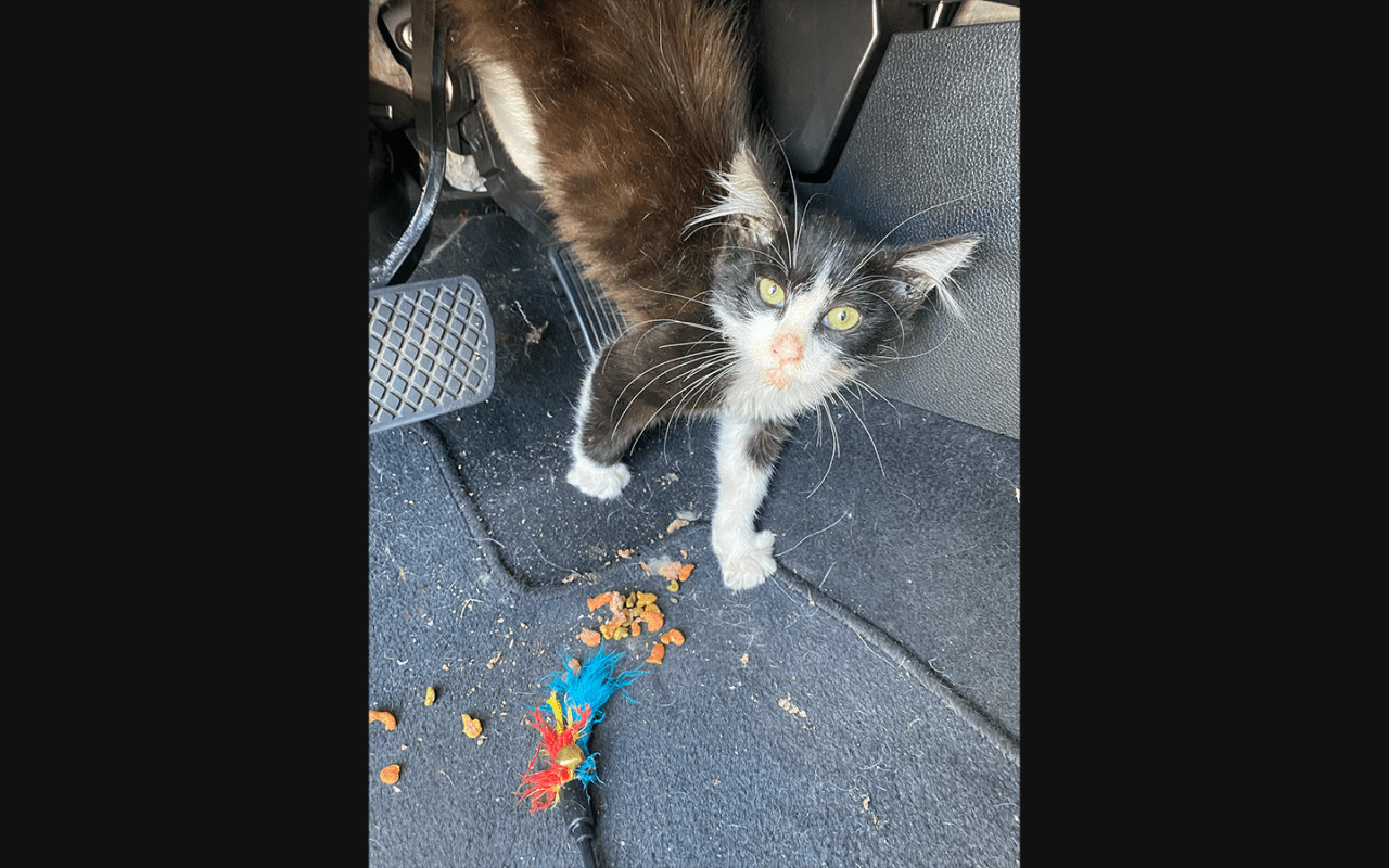 Kitten Saved After Getting Stuck Under Car Dashboard in San Ramon