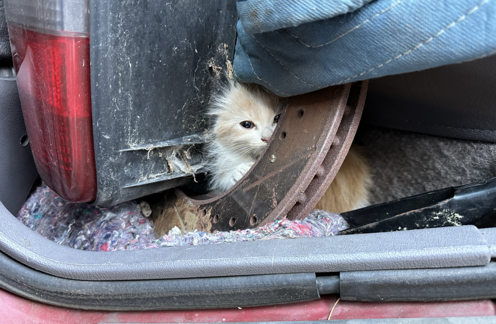 Kitten Saved After Getting Stuck Under Car Dashboard in San Ramon