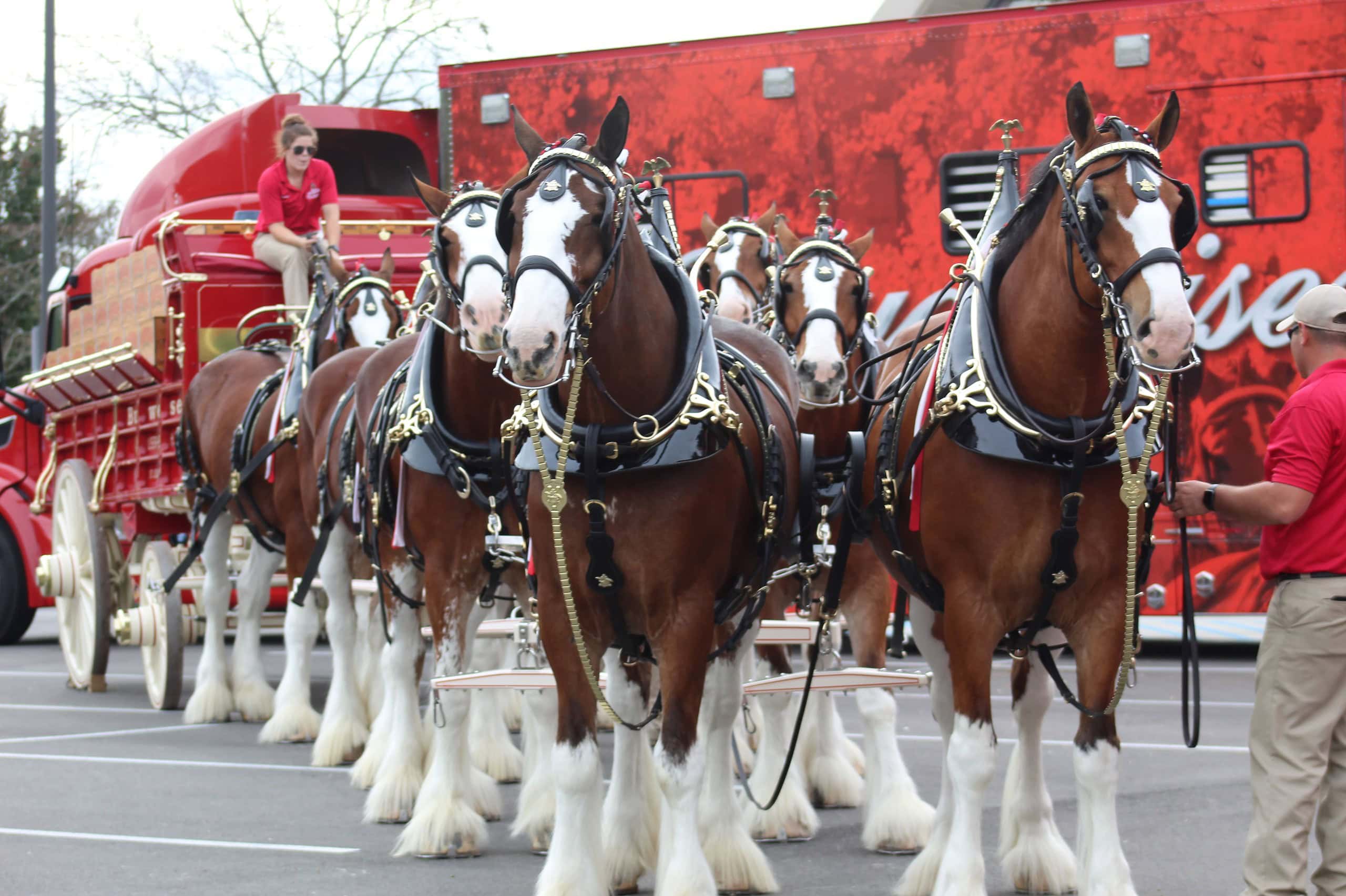Budweiser Clydesdales Set to Visit Alpharetta for a Monumental Event