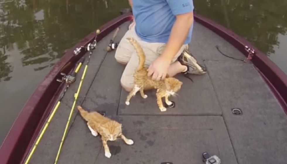 Fisherman Rescues Two Kittens Struggling in River